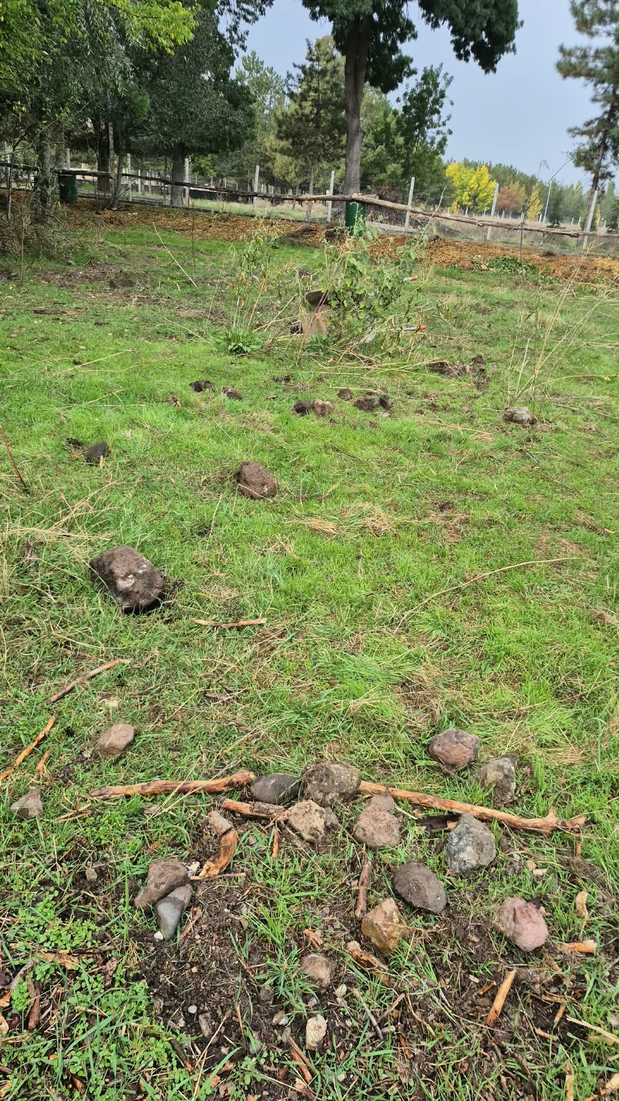 Hippoterapi merkezimizde, atlarımızın sağlığını korumak, yaşam alanlarının güvenliğini artırmak ve refahlarını desteklemek amacıyla padok taşı temizliği gerçekleştirildi. görseli