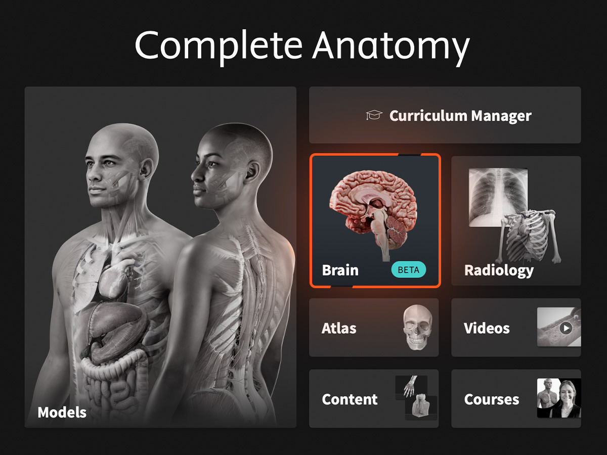 Brain Beta Görsel