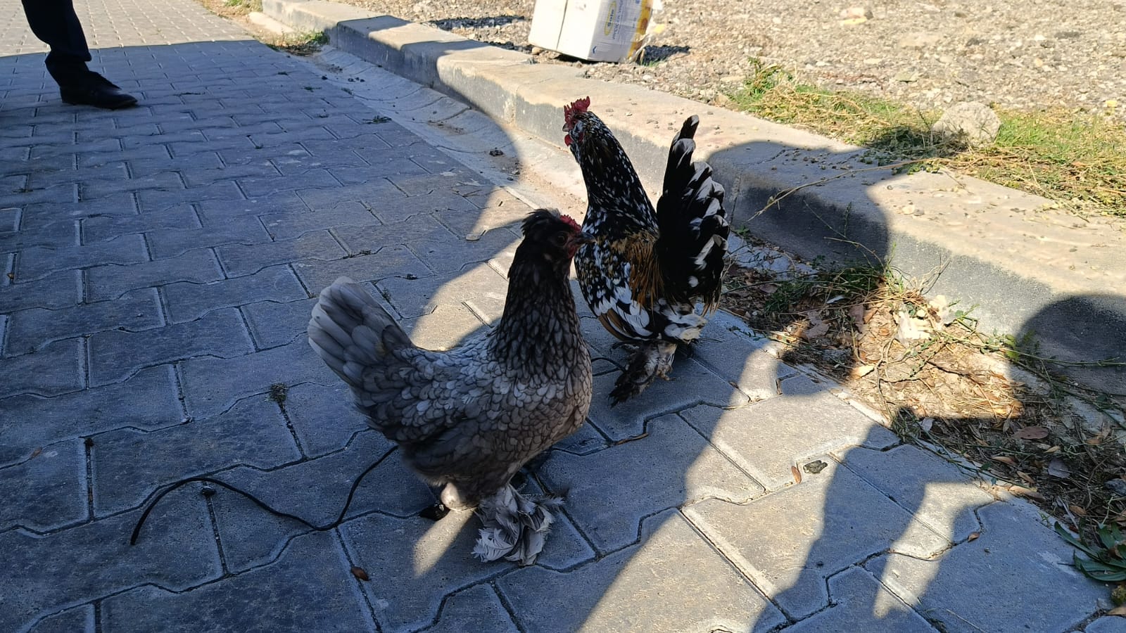 Kene ile Mücadele İçin Kanatlılarımız Merkezimizde