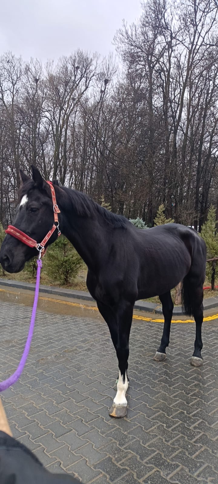 Hippoterapi Merkezimizin At Kadrosuna, Cassandra İsimli, Hollanda Irkı, 14 Yaşında Kısrak At Kazandırılmıştır.
