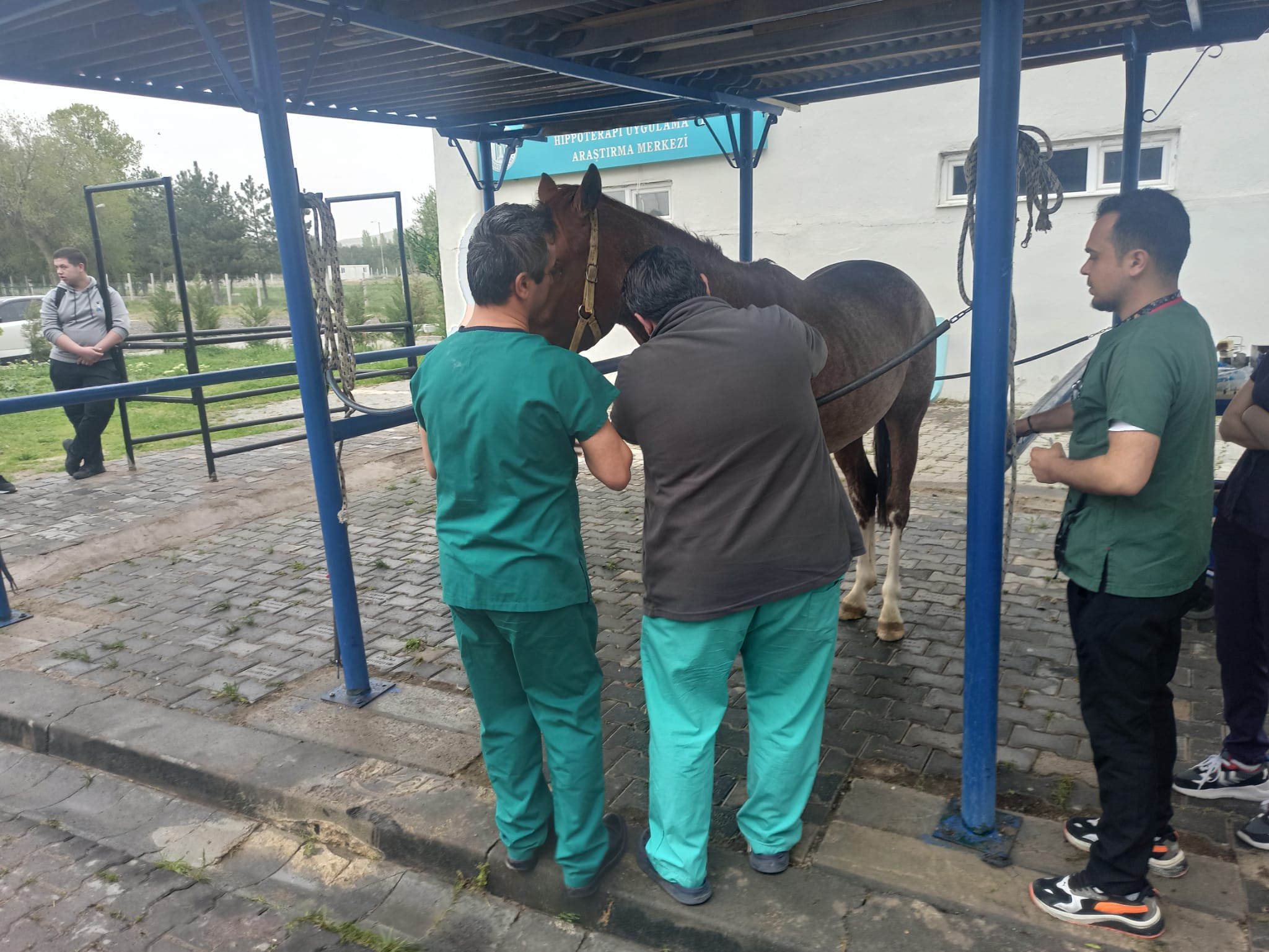 BEYAZIT İSİMLİ ATIMIZA VETERİNER FAKÜLTESİ TARAFINDAN CERRAHİ OPERASYON YAPILDI