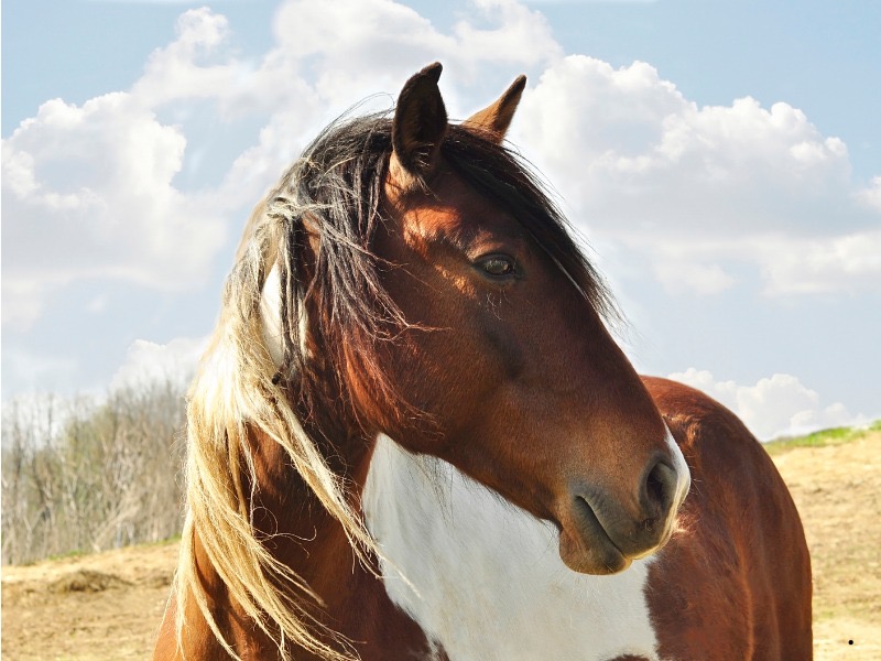 Hippoterapi Uygulama ve Araştırma Merkezimiz, İlgili Mevzuat Kapsamında Gerçekleştirilen Yıllık Sayıştay Denetimini Başarıyla Tamamlamıştır.