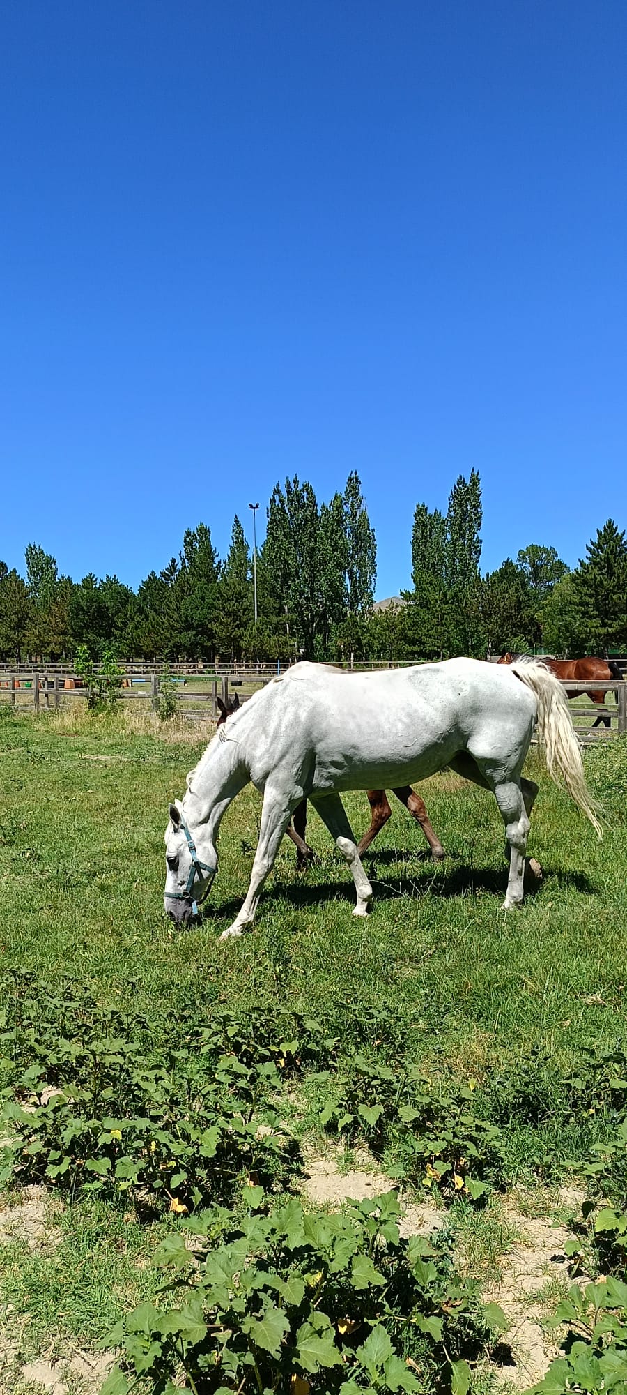 Merkezimizin Yeni Atı YILDIRIM