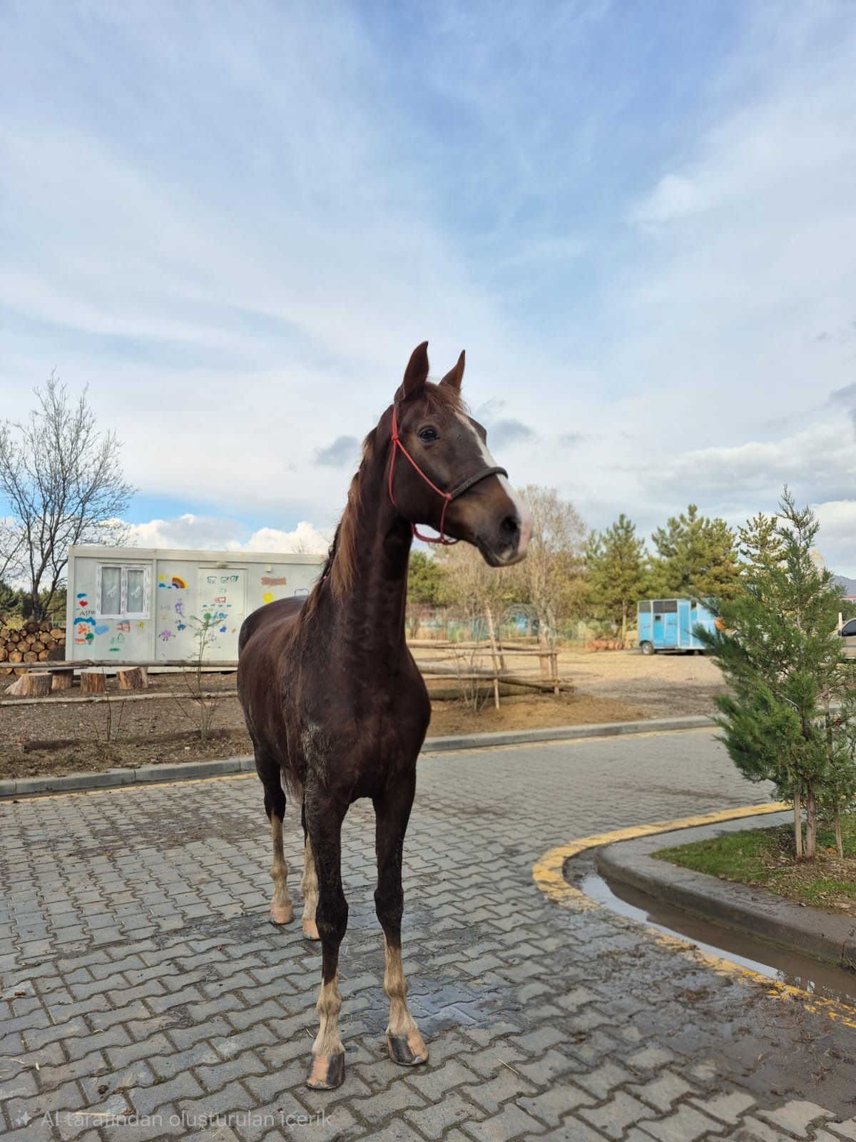 Hippoterapi Merkezimize Katia İsimli At Pansiyoner Olarak Geldi
