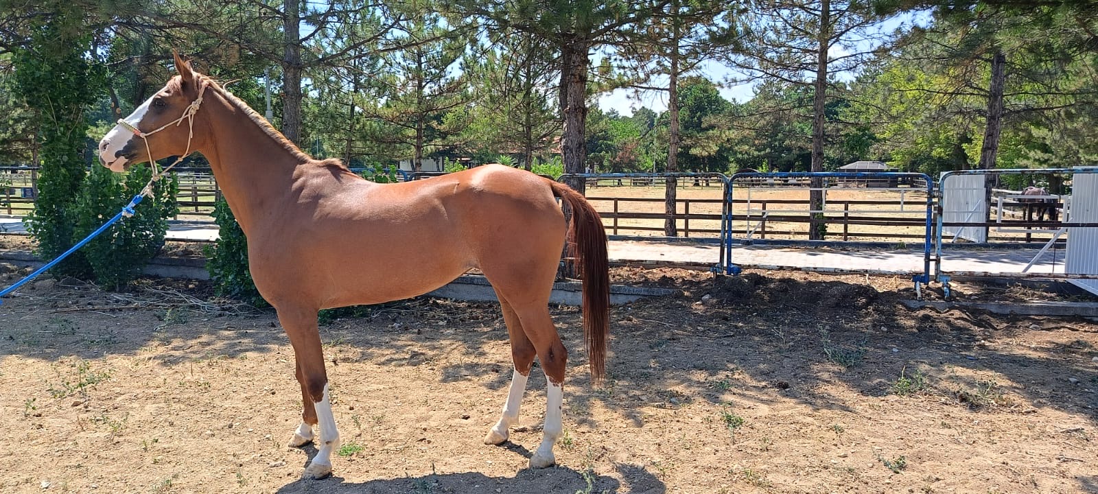 Hippoterapi Merkezimize Kayaesin İsimli At Pansiyoner Olarak Geldi