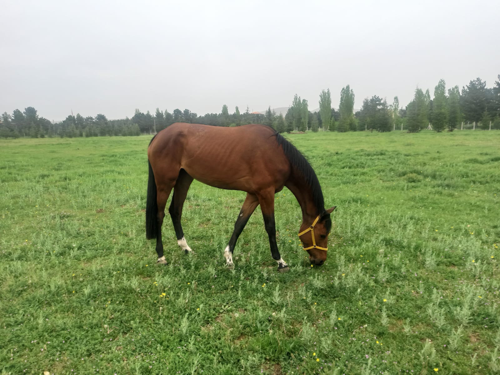 HİPPOTERAPİ MERKEZİMİZE OLLY İSİMLİ AT PANSİYONER OLARAK GELDİ