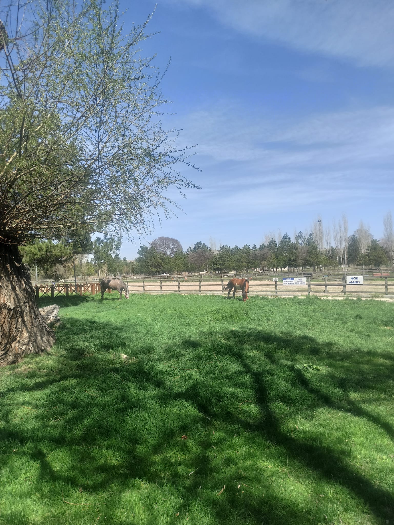 HİPPOTERAPİ ATLARIMIZ 