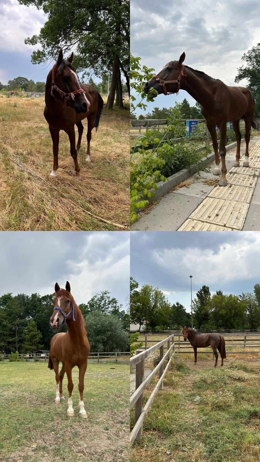 Hippoterapi Merkezimize Cengo, Çağatay, Yeni Kral ve Asker İsimli Dört At Pansiyoner Olarak Geldi