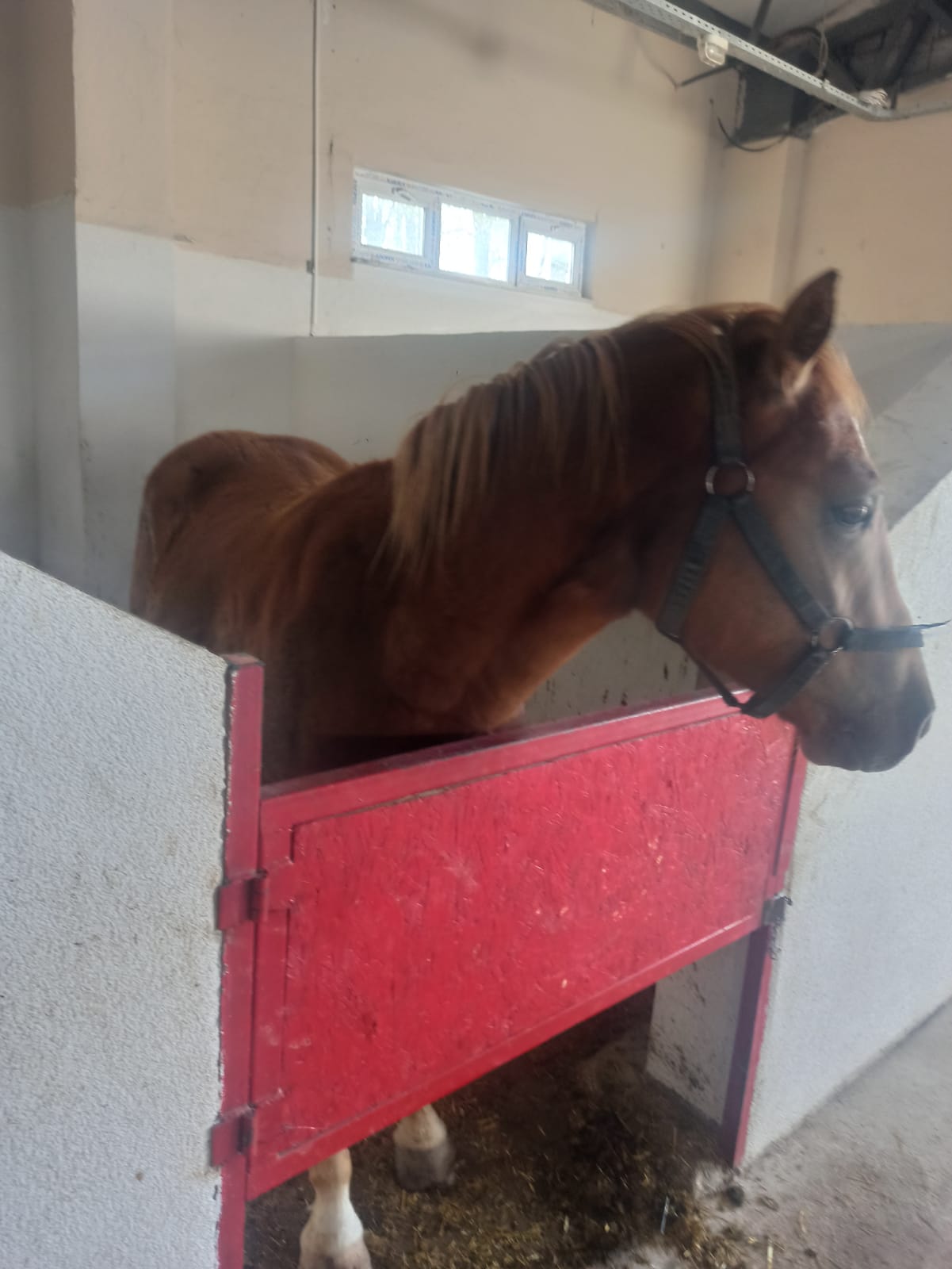 YILDIRIM HAN İSİMLİ ATIMIZ BOLU ABANT İZZET BAYSAL ÜNİVERSİTESİNE ÖĞRENCİLERİN BİNİŞ EĞİTİMLERİ İÇİN GÖNDERİLDİ 