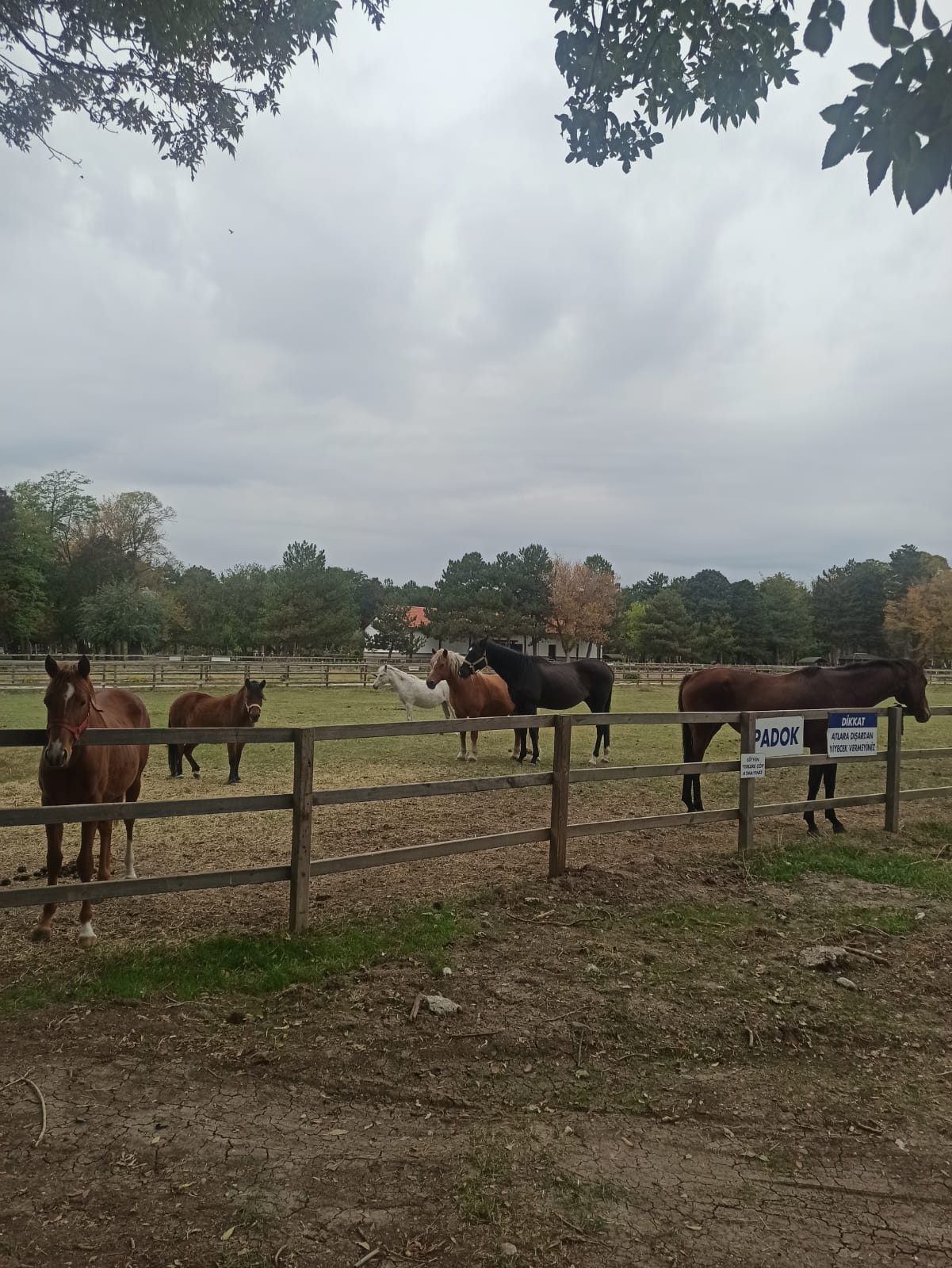 İHTİYAÇ FAZLASI ATLARIMIZ SİVAS VALİLİĞİNE GÖNDERİLDİ