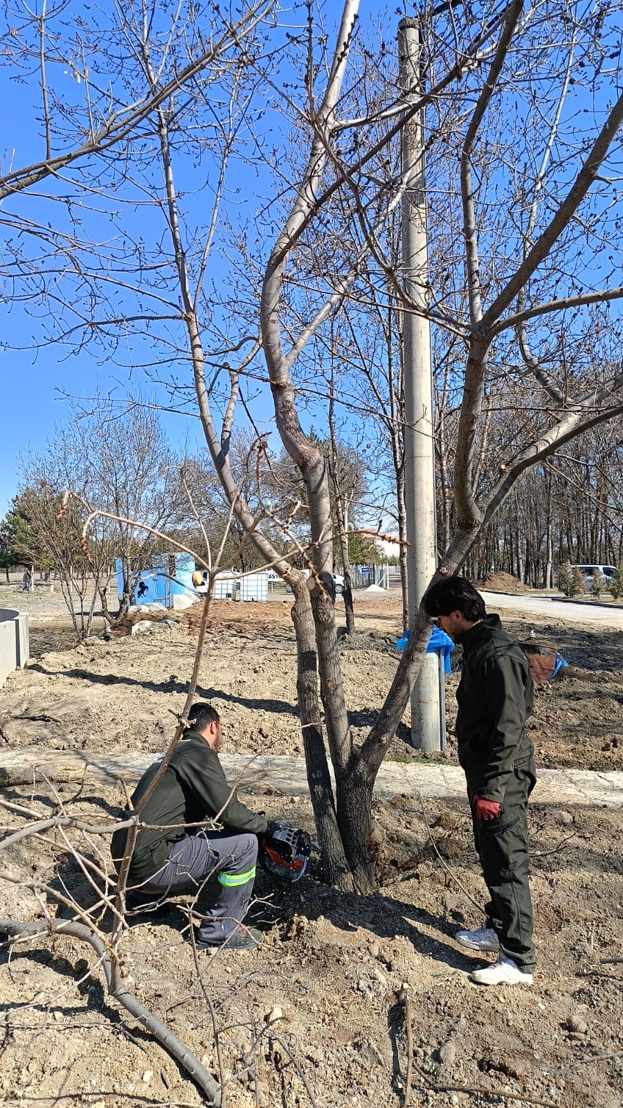 Hippoterapi Merkezimizin Alanlarında Ağaç Budama Faaliyetleri Gerçekleştirildi