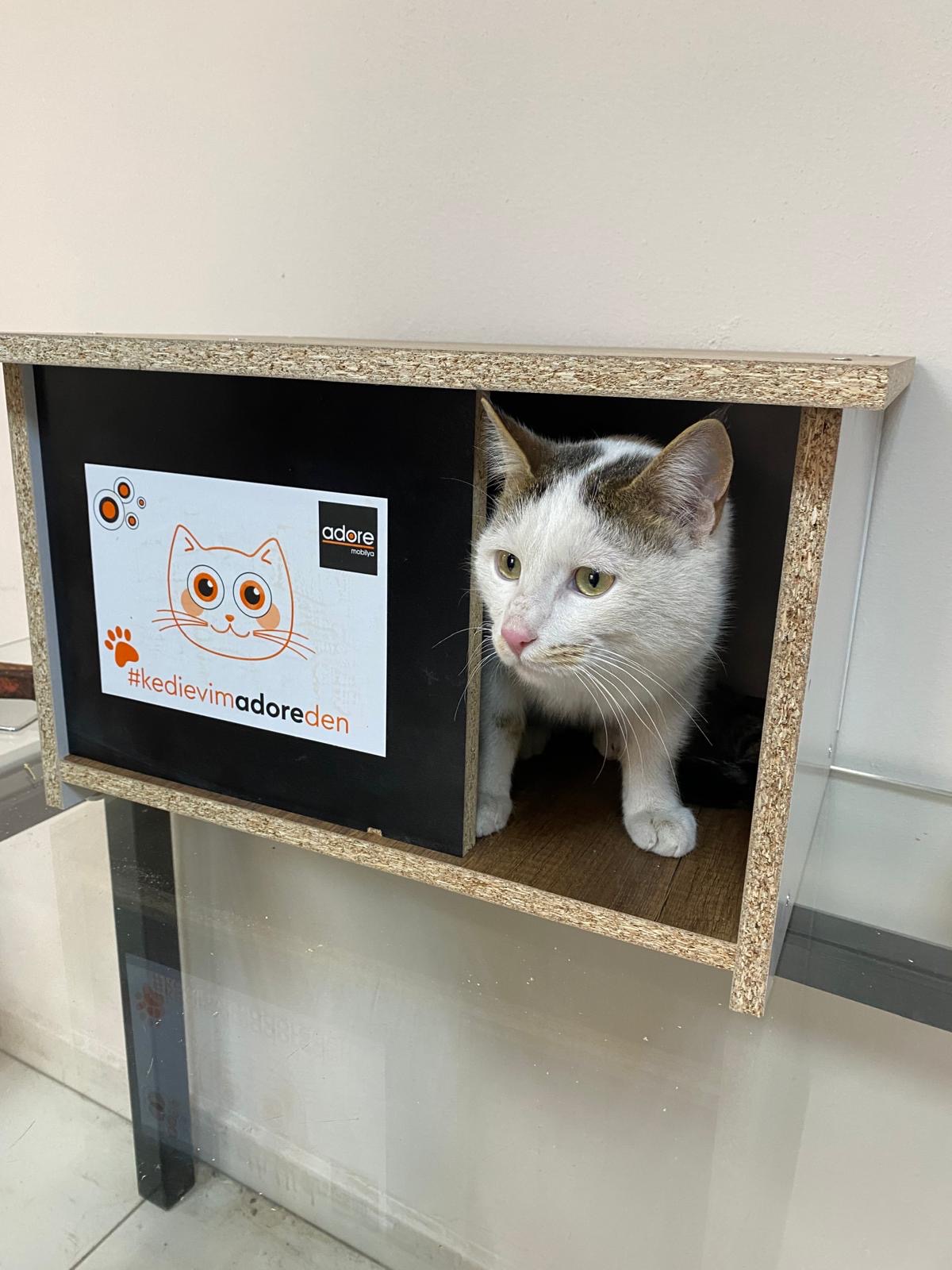 Merkezimizde Yaşayan Kedilerimiz İçin Beş Adet Kedi Evi Kuruldu.