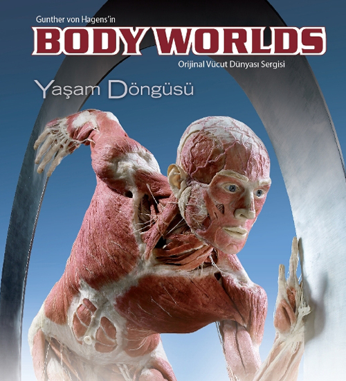 BODY WORLDS & Yaşam Döngüsü Sergisi