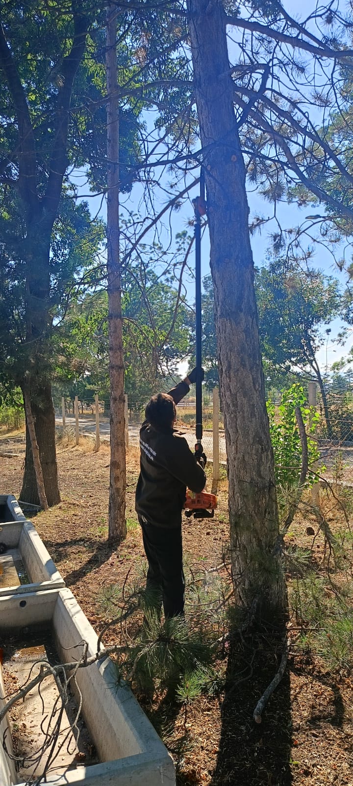Merkezimizde Ağaç Budama İşlemi Yapıldı